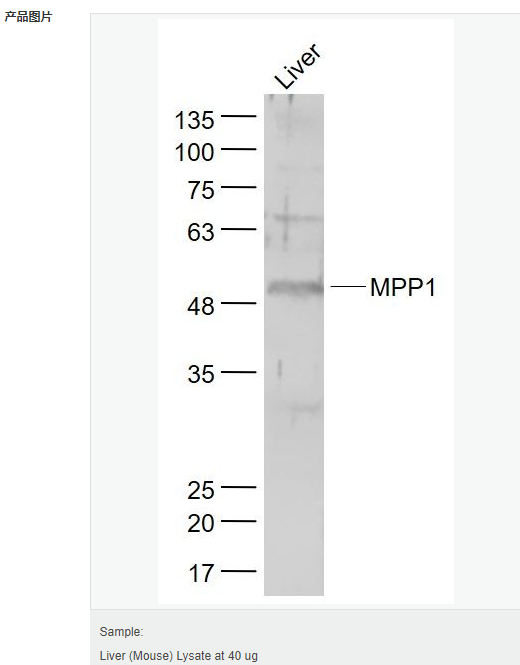 605c479b88bdc.png image.png