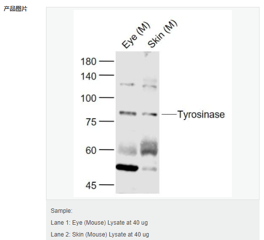 605c4bef3ad8e.png image.png