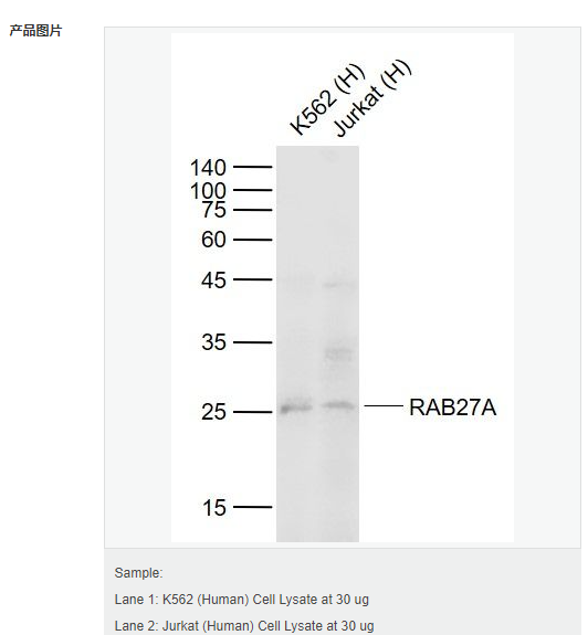 607d219851e51.png image.png