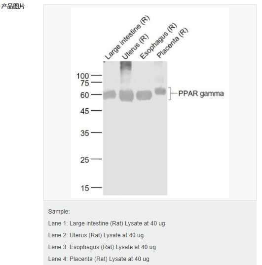 607d25003f0b4.png image.png